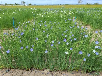 Click for 1 image(s) for this accession.